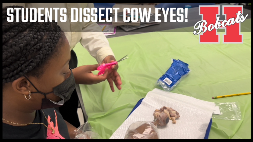 dissecting a cow